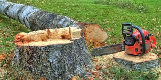 Best Storm Damage Tree Cleanup  in Labasas, CA
