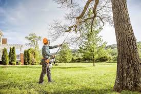How Our Tree Care Process Works  in  Calabasas, CA
