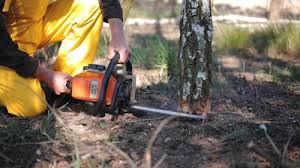 Reliable Calabasas, CA Tree Care Solutions