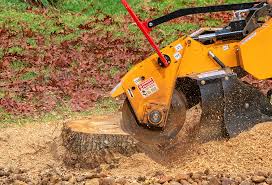 Best Arborist Consultation Services  in Labasas, CA