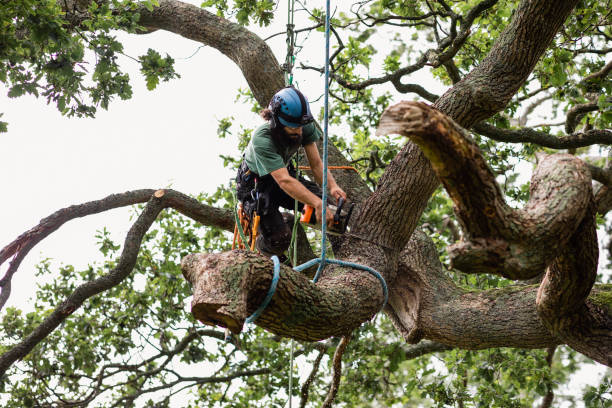 Best Stump Grinding and Removal  in Labasas, CA