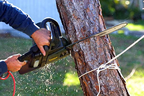 Best Lawn Renovation and Restoration  in Labasas, CA