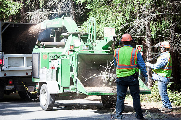 Best Hedge Trimming  in Labasas, CA