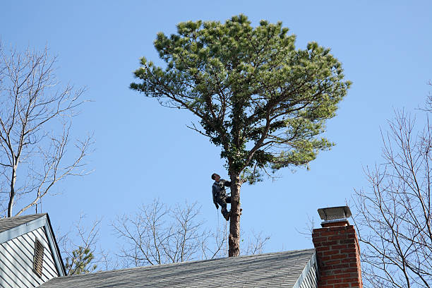 Best Tree Maintenance Programs  in Labasas, CA