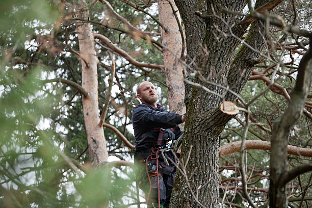 Best Tree Trimming and Pruning  in Labasas, CA
