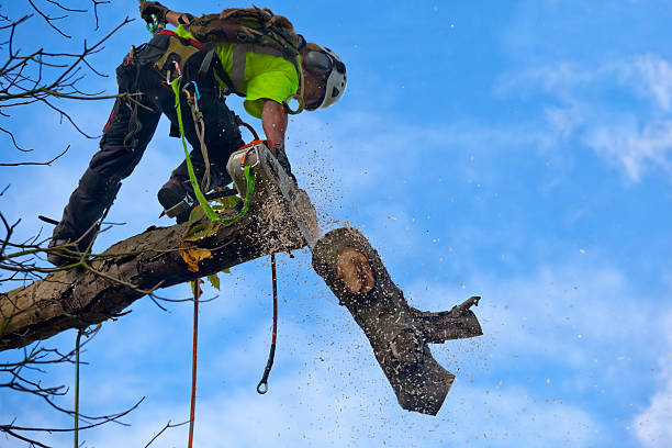 Best Tree Risk Assessment  in Labasas, CA