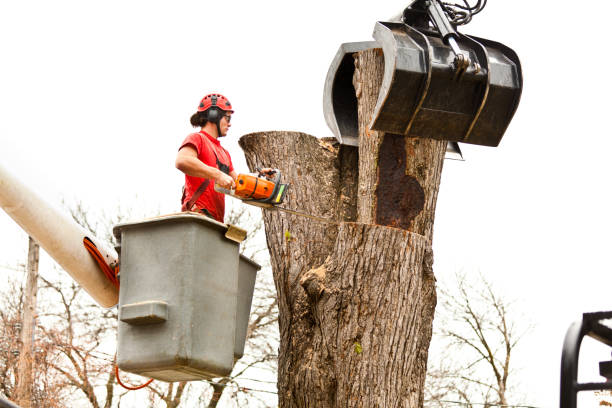 Best Aeration Services  in Labasas, CA