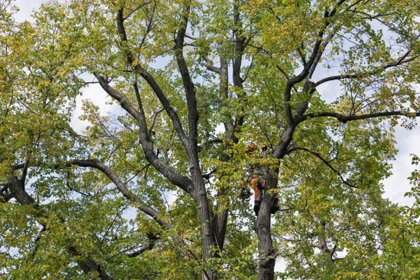 Best Fruit Tree Pruning  in Labasas, CA
